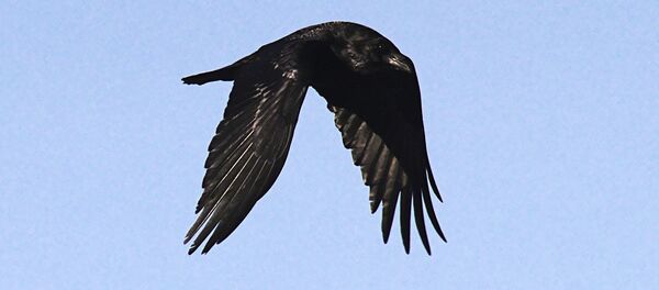 Vārna. Foto no arhīva - Sputnik Latvija