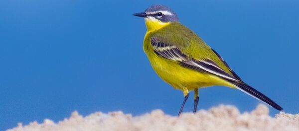 Dzeltenā cielava Dzeltenā cielava - Sputnik Latvija