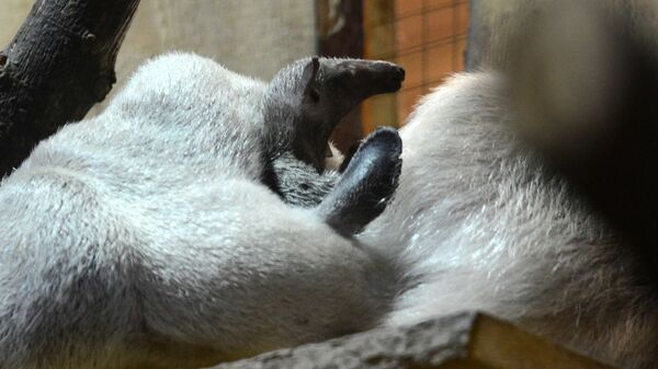 Детеныши четырехпалых муравьедов (тамандуа) в Рижском зоопарке - Sputnik Латвия