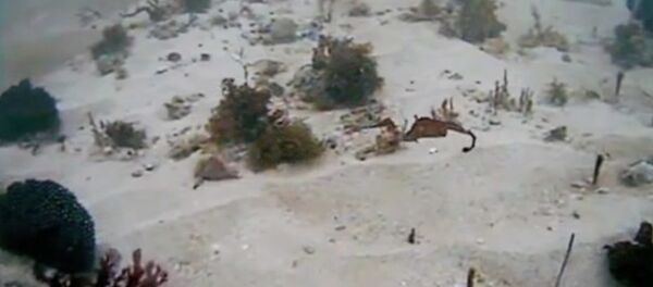 Морской дракон Морской дракон - Sputnik Латвия