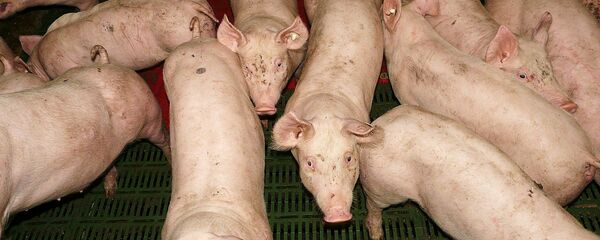 Cūkas. Foto no arhīva Cūkas. Foto no arhīva - Sputnik Latvija