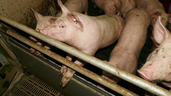 Свиньи в свинарнике - Sputnik Латвия