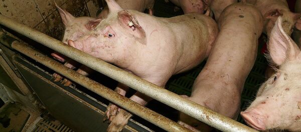 Свиньи в свинарнике - Sputnik Латвия