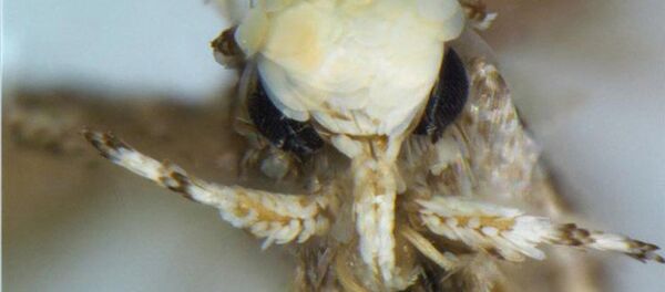 Новый вид моли назван в честь Дональда Трампа - Sputnik Латвия