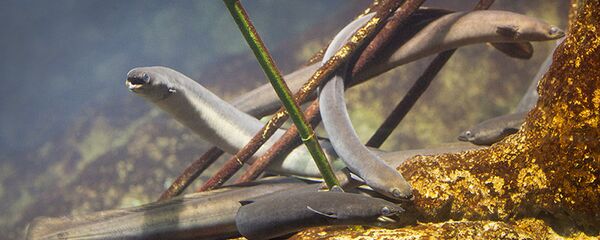 Группа угрей на дне водоема - Sputnik Latvija