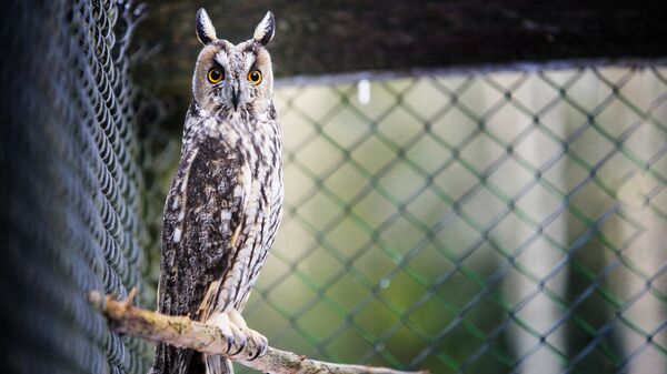 Ушастая сова в Лигатне Ушастая сова в Лигатне - Sputnik Латвия
