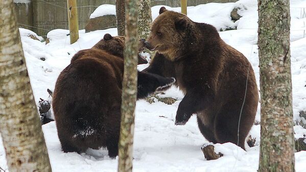 Divi brāļi – aplokā rotaļājas divi brūnie lāči - Sputnik Latvija