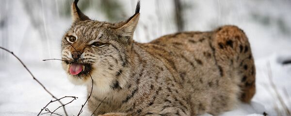 Рысь Элеонора в Лигатне Рысь Элеонора в Лигатне - Sputnik Латвия