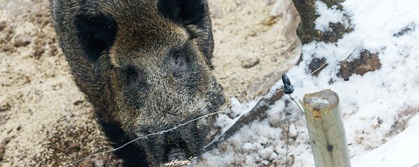 Mežacūka Līgatnē - Sputnik Latvija