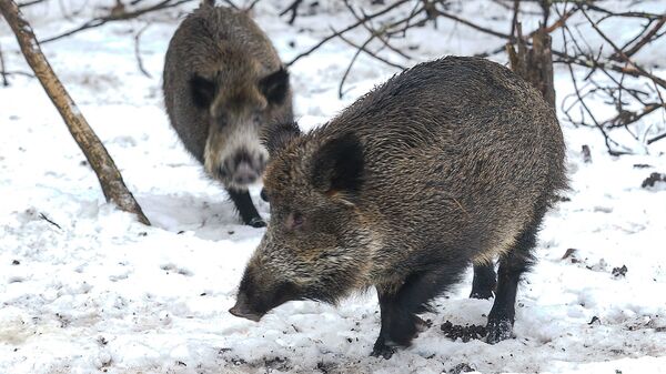 Кабаны в природном парке Лигатне Кабаны в природном парке Лигатне - Sputnik Латвия
