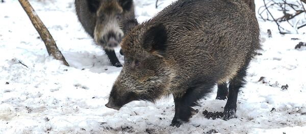 Кабаны в природном парке Лигатне Кабаны в природном парке Лигатне - Sputnik Латвия