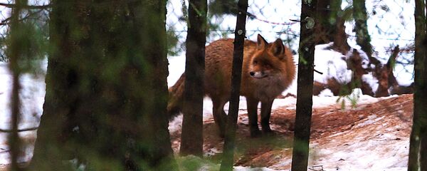 Lapsa. Foto no arhīva Lapsa. Foto no arhīva - Sputnik Latvija