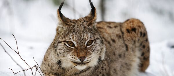 Дикие животные Латвии в природном заповеднике Лигатне - Sputnik Латвия