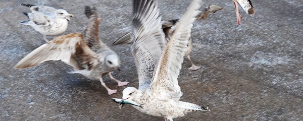 Городские чайки в Риге - Sputnik Латвия