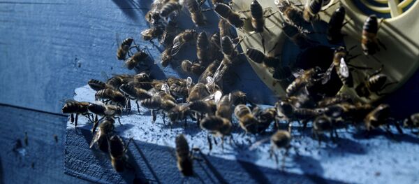 Улей с пчелами - Sputnik Латвия