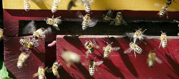 Улей с пчелами - Sputnik Латвия