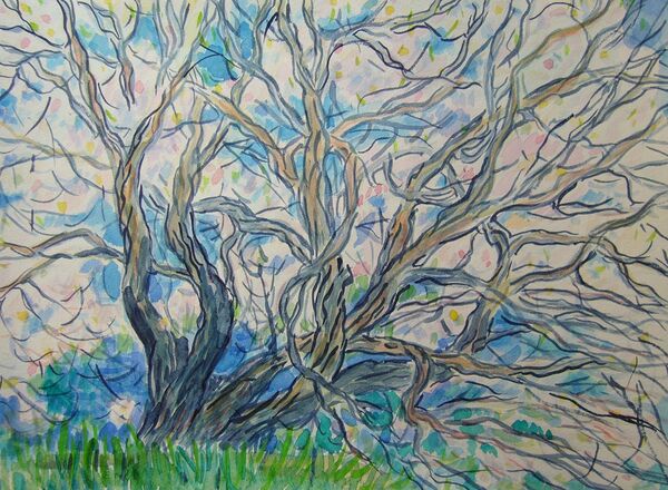 Абрикосовое дерево в Натвуакхане, Гималаи, Индия, 2006 - Sputnik Латвия