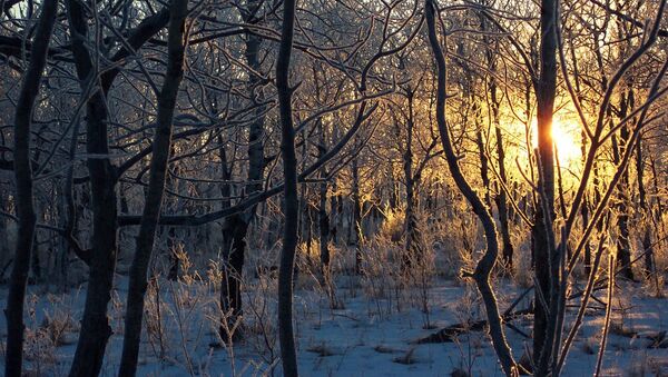 Закатное солнце в зимнем лесу - Sputnik Латвия