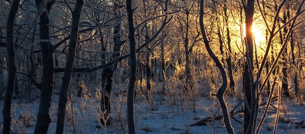 Закатное солнце в зимнем лесу Закатное солнце в зимнем лесу - Sputnik Латвия