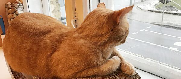 Кошка Кошка - Sputnik Латвия