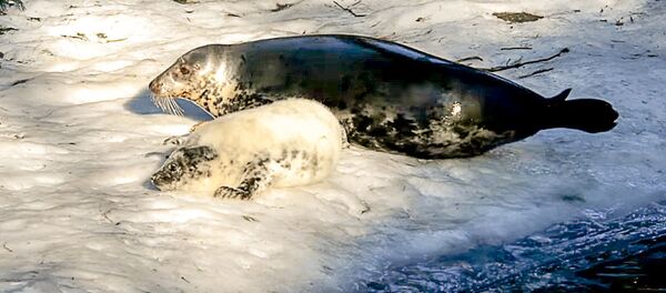 В Рижском зоопарке родился тюлень - Sputnik Латвия