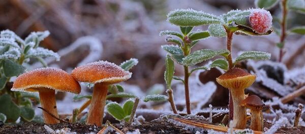 Грибы и ягоды в морозном инее - Sputnik Латвия