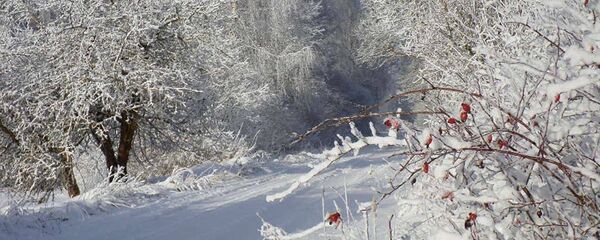 Зимняя дорога и деревья в снегу Зимняя дорога и деревья в снегу - Sputnik Latvija