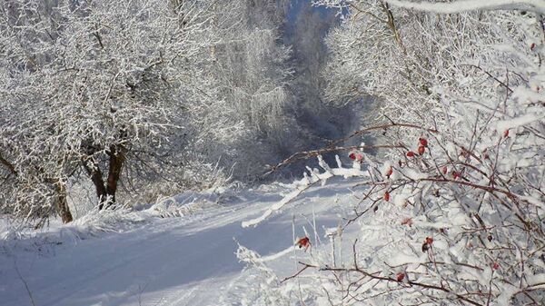 Зимняя дорога и деревья в снегу - Sputnik Latvija