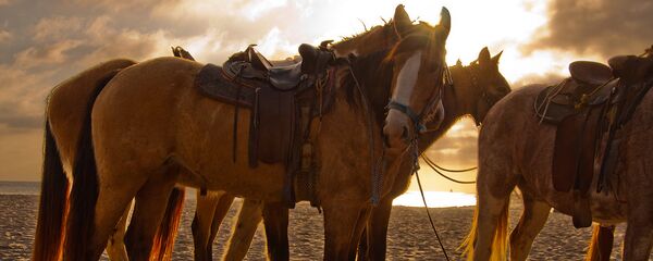 Кони на пляже - Sputnik Латвия