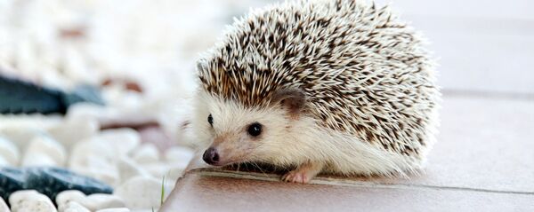 Ezītis. Foto no arhīva - Sputnik Latvija