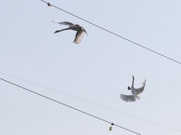 Лебеди летают между электрическими проводами - Sputnik Латвия