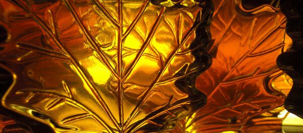 Kļavu sula. Foto no arhīva Kļavu sula. Foto no arhīva - Sputnik Latvija