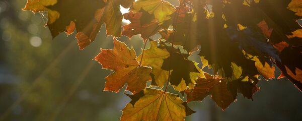 Kļavas lapas - Sputnik Latvija