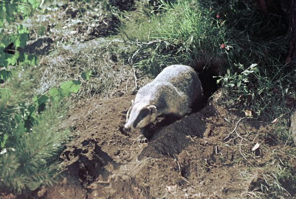 Барсук - Sputnik Латвия