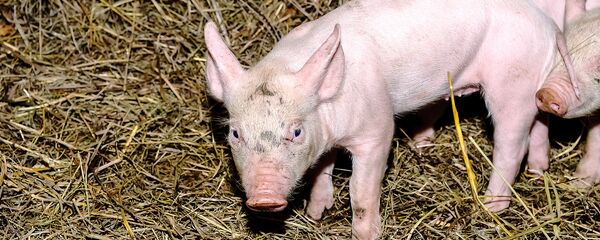 Поросята в хлеву Поросята в хлеву - Sputnik Латвия