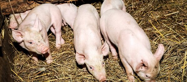 Поросята в хлеву Поросята в хлеву - Sputnik Latvija