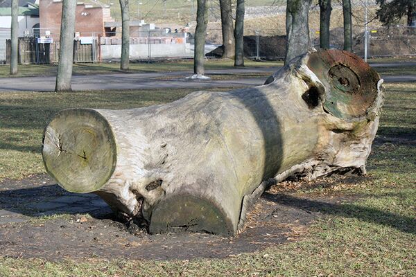 Ствол дерева, спиленного на горе Гедиминаса - Sputnik Латвия