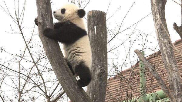 Панды в венском зоопарке - Sputnik Латвия