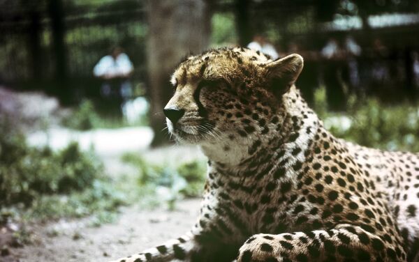 Гепард в московском зоопарке, 1969 год - Sputnik Латвия