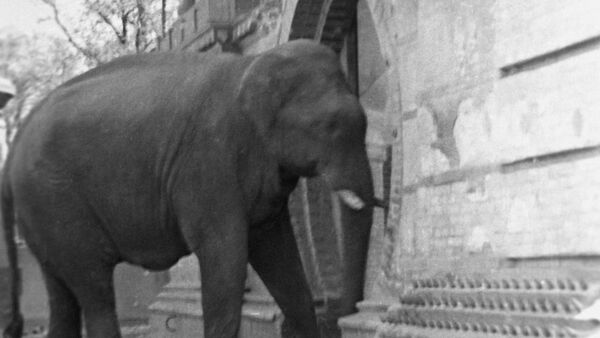 Уцелевший слон в Берлинском зоопарке, 1945 год - Sputnik Латвия