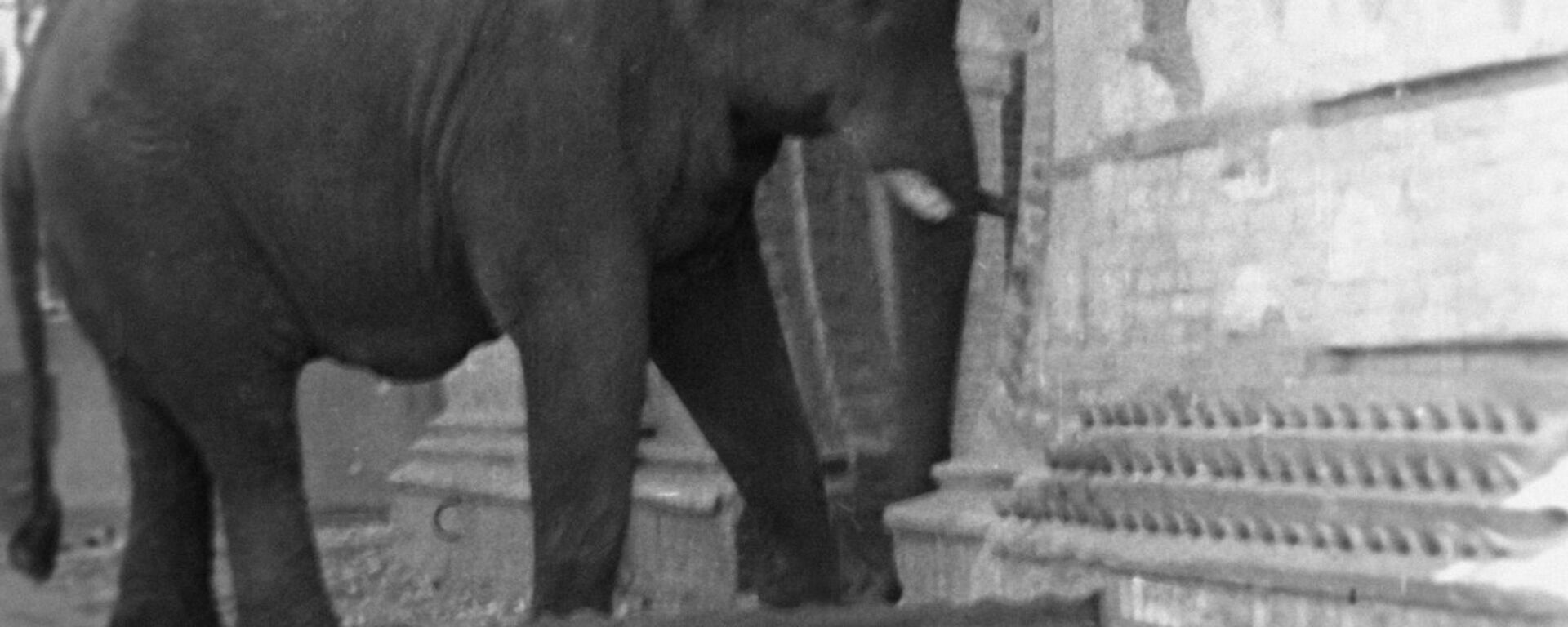 Уцелевший слон в Берлинском зоопарке, 1945 год - Sputnik Латвия, 1920, 02.03.2017