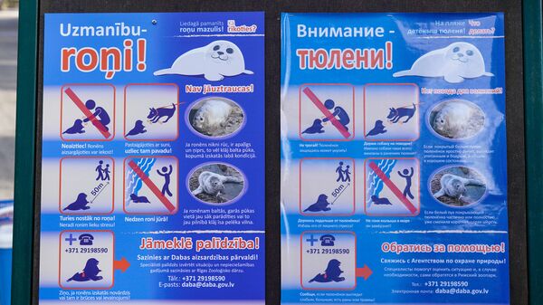 Информационный плакат - Что делать если на пляже детёныш тюленя - Sputnik Латвия