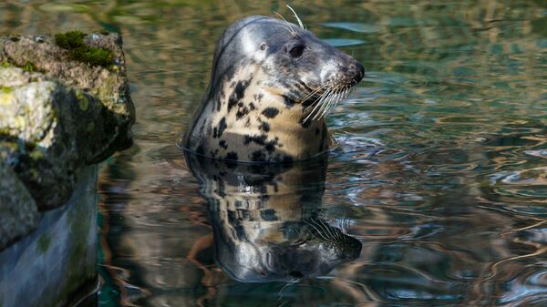 Тюлень Криста - Sputnik Латвия