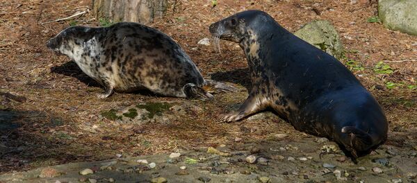 Тюлененка назвали Вентиня - Sputnik Латвия