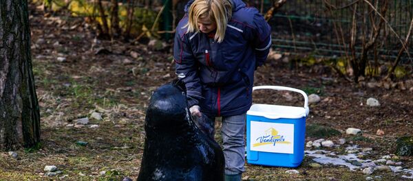 Тюлень Пуйка - мастер на все ласты - Sputnik Латвия