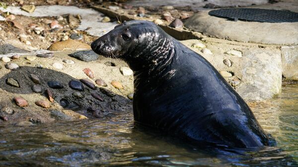 Тюлень Пуйка - Sputnik Латвия