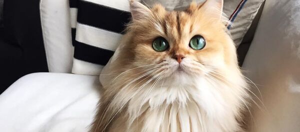 Кошка по кличке Смузи - Sputnik Латвия