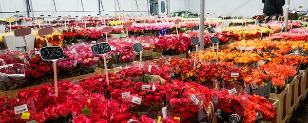 Розы на цветочной базе King's flowers на ул. Краста - Sputnik Латвия