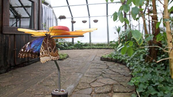 Дом тропических бабочек Ботанического сада Латвийского университета - Sputnik Латвия
