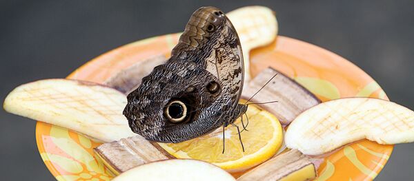 Tropu tauriņš Latvijas Universitātes Botāniskajā dārzā Tropu tauriņš Latvijas Universitātes Botāniskajā dārzā - Sputnik Latvija
